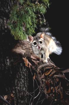 ringtail